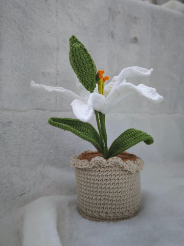 Mini Piante "Giglio Bianco"