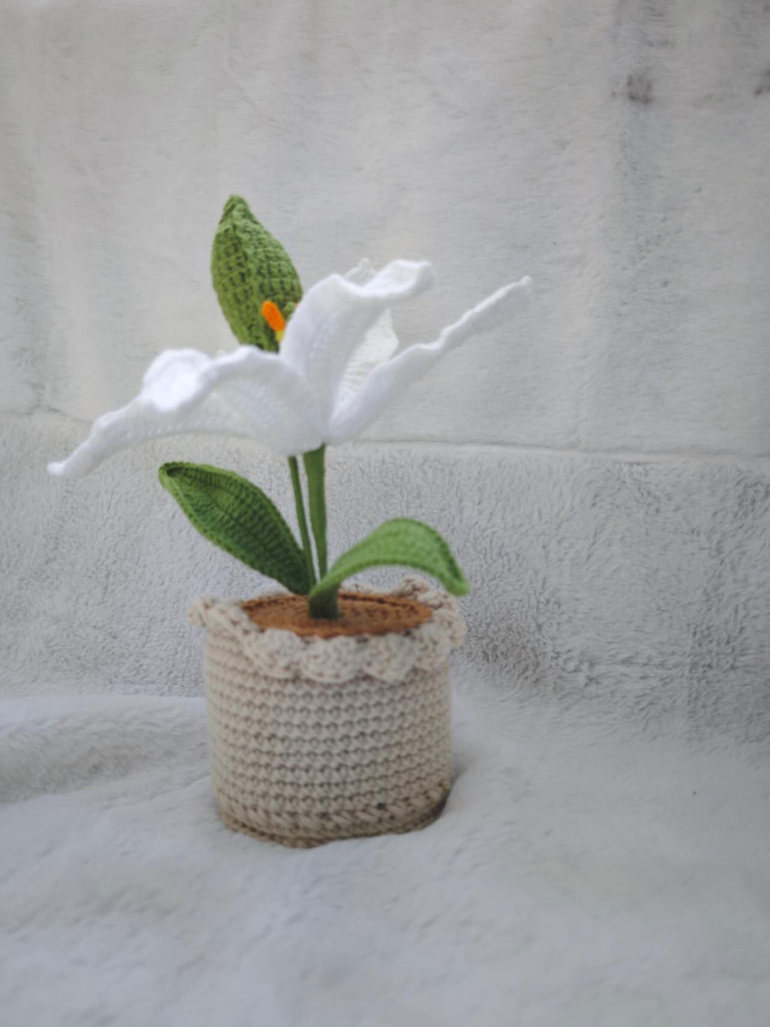 Mini Piante "Giglio Bianco"